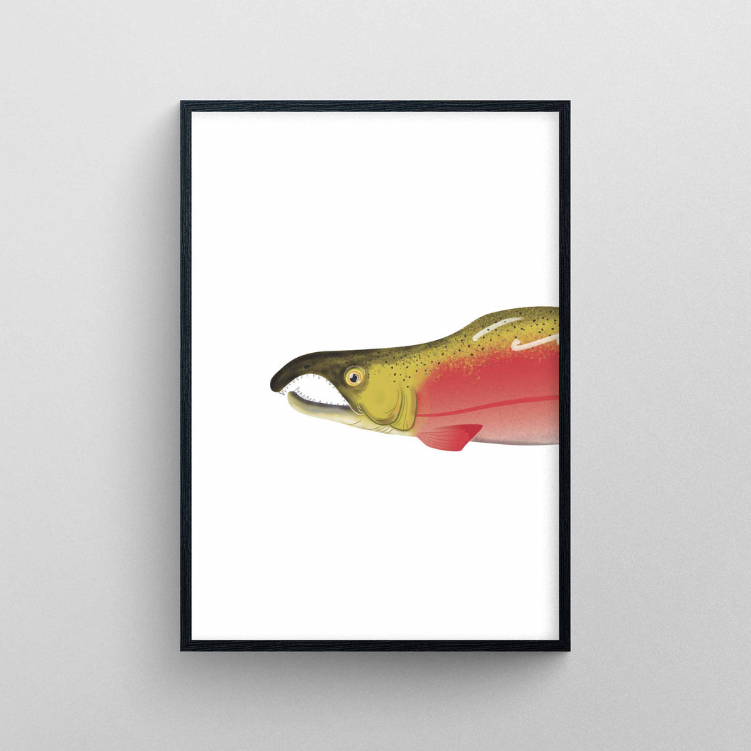 Sockeye Salmon head - Limited Print