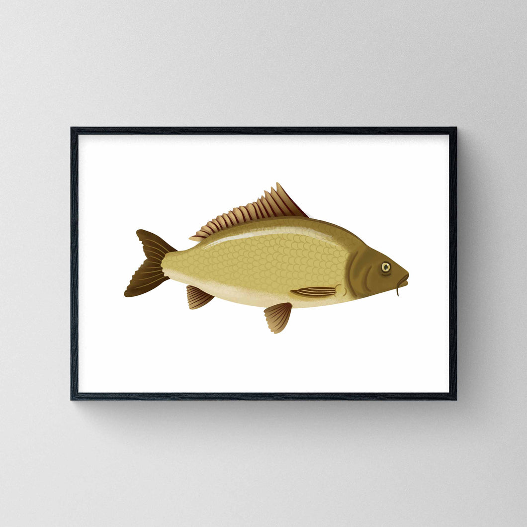 Common Carp