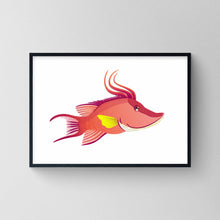 Load image into Gallery viewer, Hogfish Wrasse   Print
