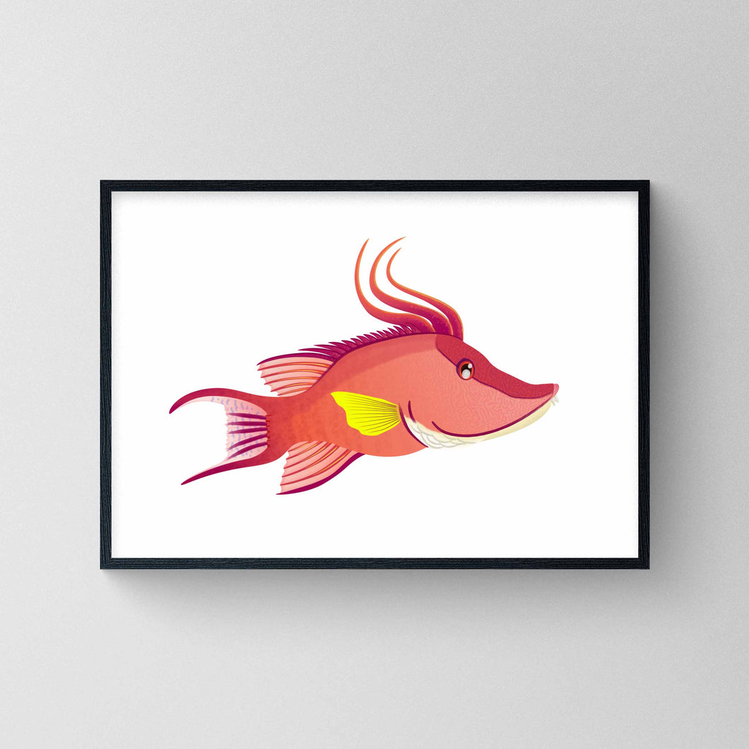 Hogfish Wrasse   Print