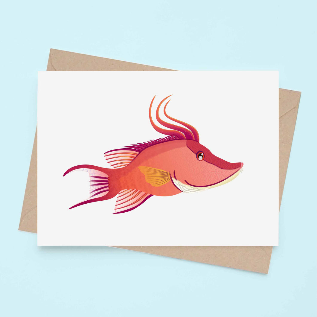 Hogfish Wrasse - Greeting Card