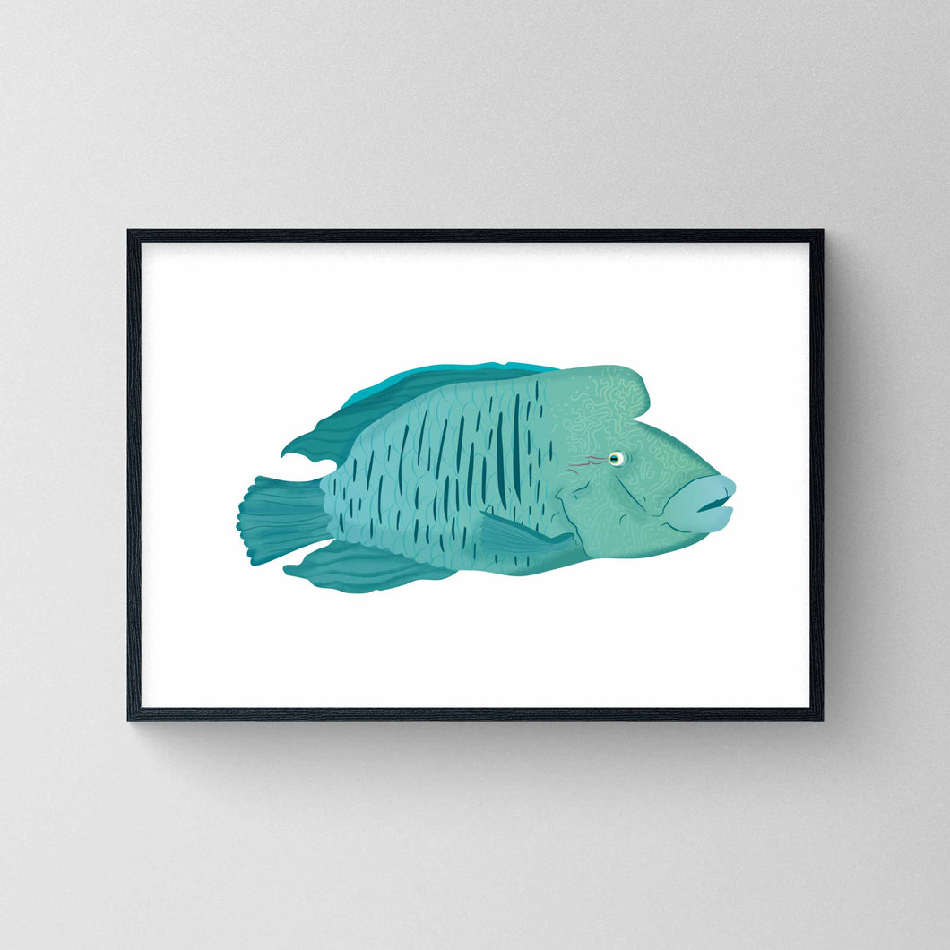 Humphead Wrasse | Napoleon Fish