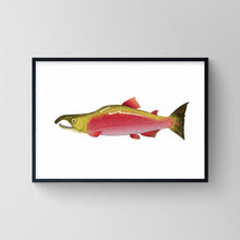 Load image into Gallery viewer, Sockeye Salmon   Print
