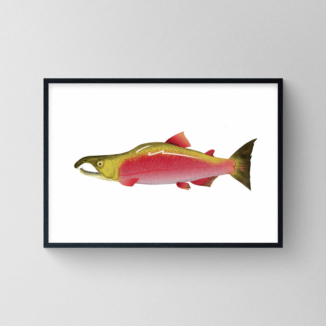 Sockeye Salmon   Print