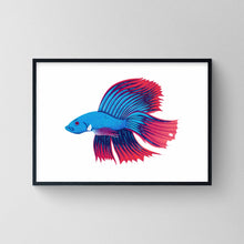 Load image into Gallery viewer, Siamese Fighting fish (Betta) Print
