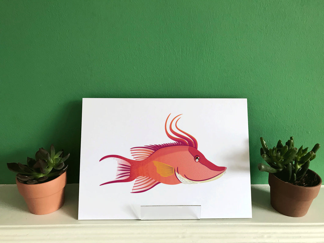 Hogfish Wrasse   Print