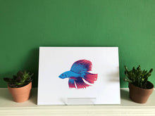Load image into Gallery viewer, Siamese Fighting fish (Betta) Print
