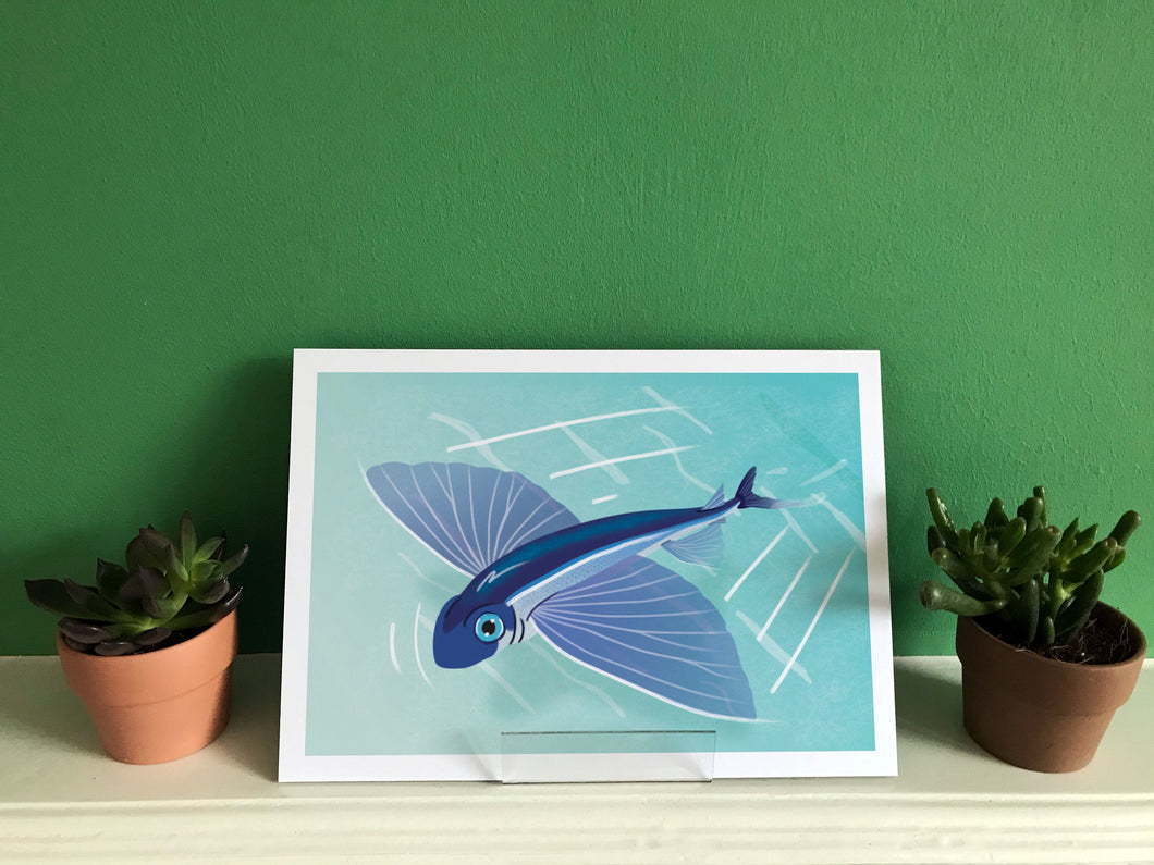 Flying Fish   Print