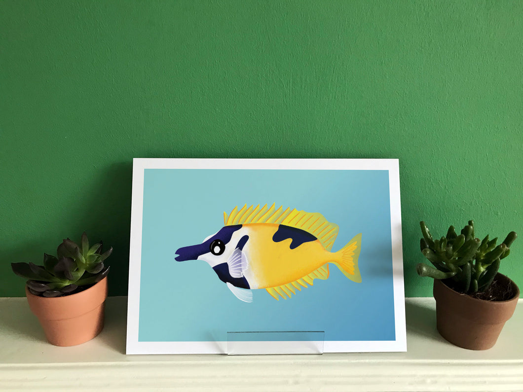 Foxface Rabbit Fish   Print